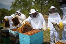 Cursos apicultura 2017