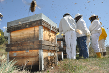 Curso apicultura 2012