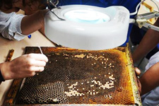 Curso apicultura