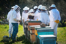 Curso de cria de reinas - apicultura