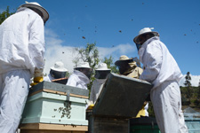 Curso apicultura