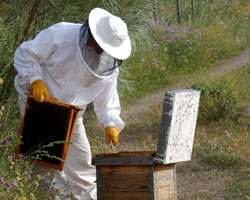 Traje de apicultor – GrupoMR